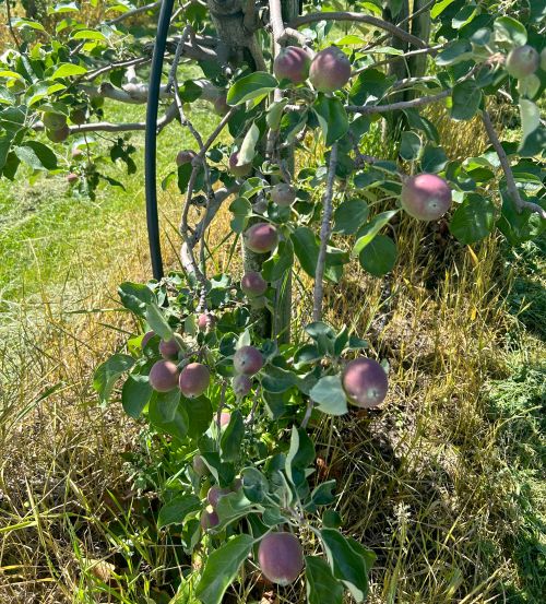 Gala apple fruitlets.