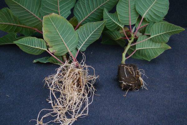 p-is-for-pythium-root-rot-on-ornamentals-msu-extension