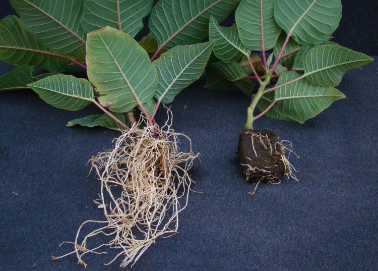 Photo 1. Plant stunting and poor root growth of an untreated poinsettia cutting infected with Pythium (right) compared to a healthy cutting (left). All images courtesy of Mary Hausbeck, MSU.