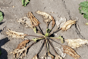 Rhizoctonia root and crown rot a serious issue with Michigan sugarbeets
