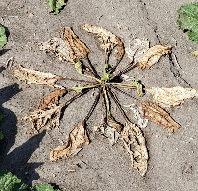 Foliar systems of rhizoctonia root and crown rot in sugarbeets.