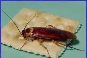 American Cockroach Plant Pest Diagnostics