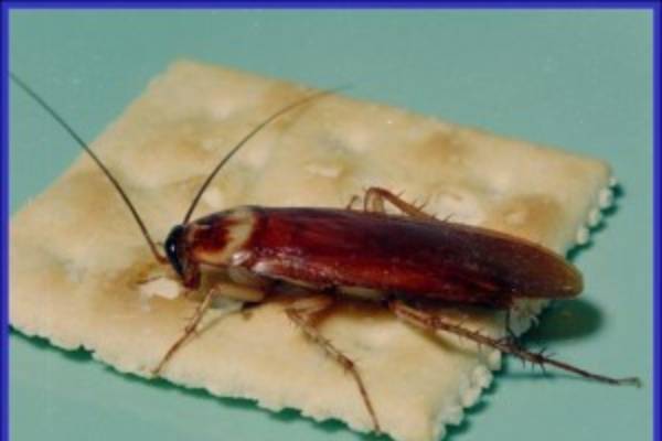 how do flying roaches get in your house