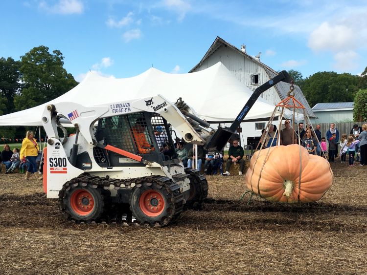A skid loader with a specialized harness for lifting thousand-pound pumpkins. Getting giant pumpkins around often involves machines like this as well as pallets and trailers. All photos: Marissa Schuh, MSU Extension.