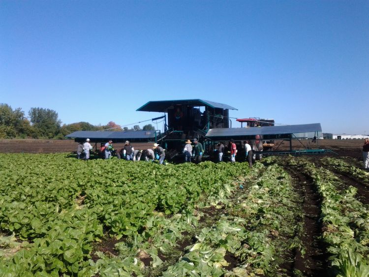 Lettuce harvest underway with many employees. Photo: Ben Phillips, MSU Extension.
