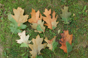 Smart Gardening to prevent oak wilt