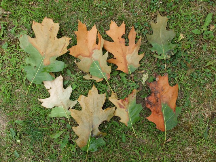 Oak leaves showing oak wilt symptoms