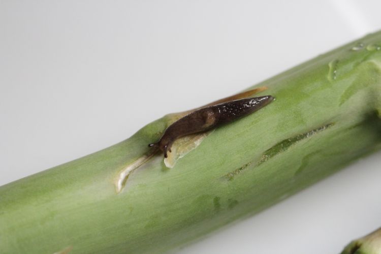 Slug damage to asparagus spear.