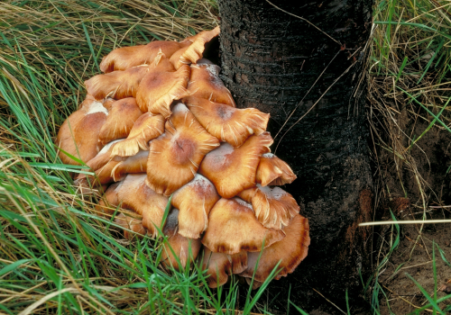  In fall, yellow-brown mushrooms may appear at the tree base. 
