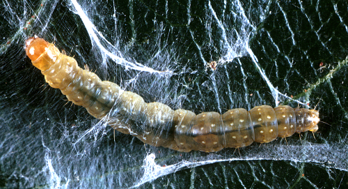 Larvae are pale green with a yellowish-green head. The dorsal side is a darker green than the ventral side, and the thoracic shield is narrowly edged with dark brown. 
