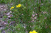 Shrubby cinquefoil