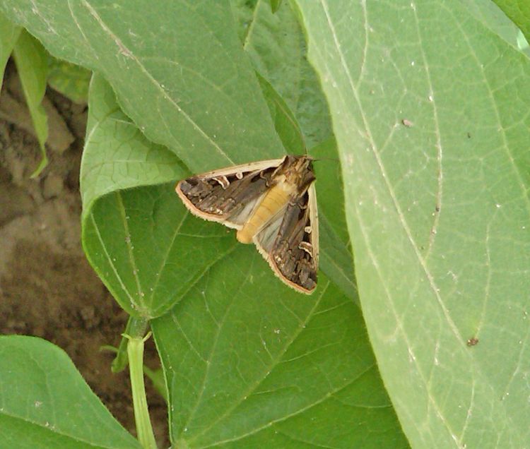WBC moth
