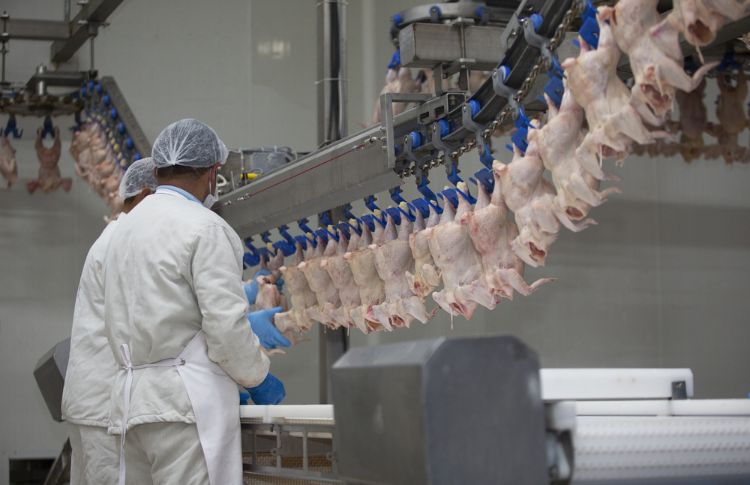 Chicken processing factory.