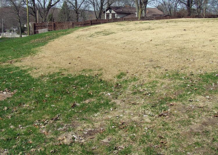 One small zoysiagrass patch can soon take over a whole lawn. Photo credit: Rebecca Finneran, MSU Extension