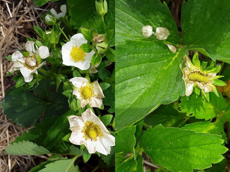 Strawberry damage by flower trips