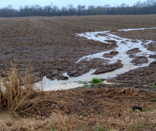 Water runoff in delayed planted field