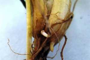 Ice And Water May Lead To Winter Wheat Crop Injury Msu Extension