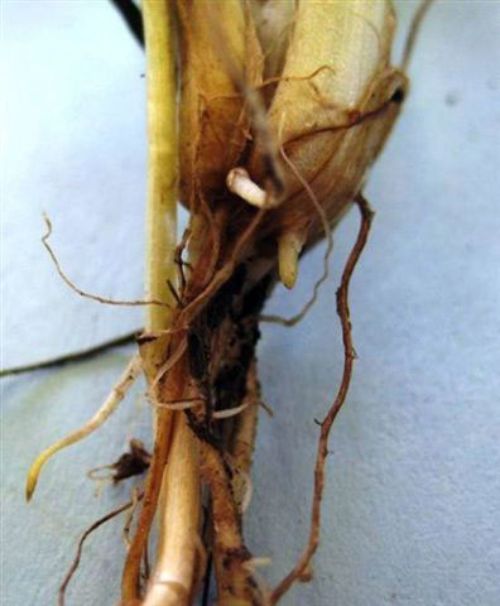 New spring time root growth. Photo by S. Conley, University of Wisconsin