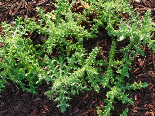 canada thistle2.jpg