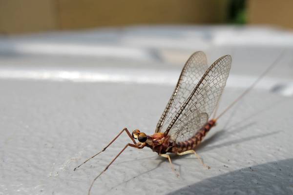When will the mayflies arrive?