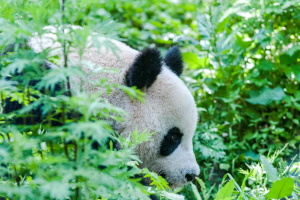 Pandas aren’t out of woods yet – forest wisdom still critical