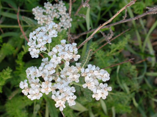 yarrow4.jpg