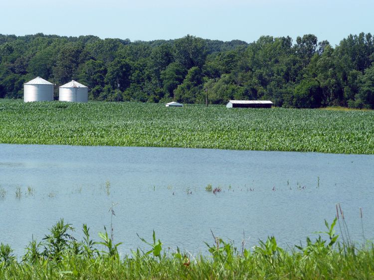 Wetlands act as a buffer against flooding by retaining excess water during storms and releasing it slowly over time. Photo: Dan O'Keefe | Michigan Sea Grant