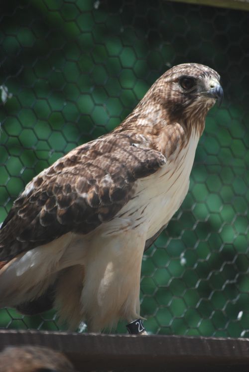 Get To Know The W K Kellogg Bird Sanctuary S Ambassador Birds Of Prey Msu Extension