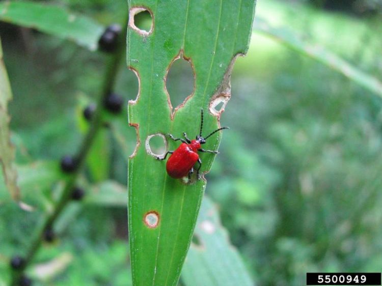 An adult lily leaf beetle after feeding on lily.