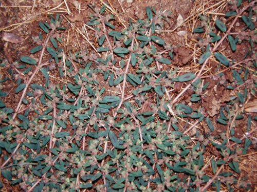  Prostrate Spurge2.jpg 