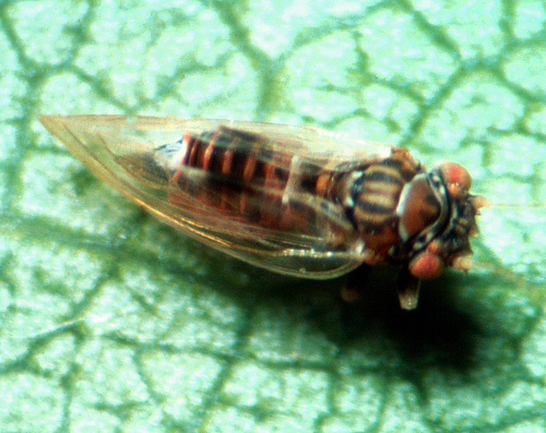  Adults resemble very small cicadas. 