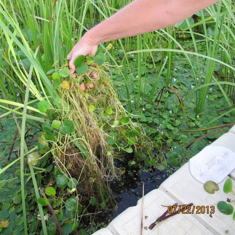 Invasive European Frogbit grows in dense floating mats. Photo Credit: Jane Herbert