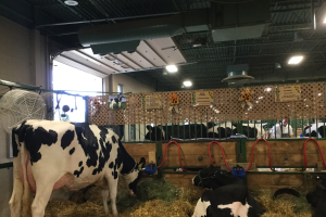 Animal welfare at the fair: Heat stress