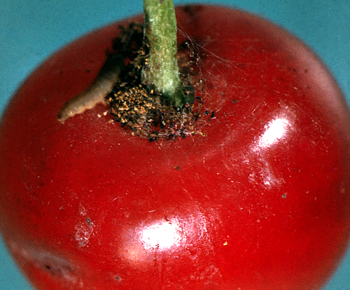 Early summer larvae attack fruits, feeding around the pits near harvest.