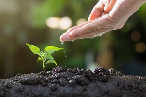 A hand watering a sprouted seedling