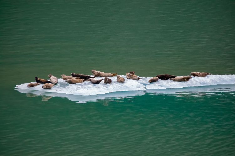 Seals on arctic ice. Photo courtesy of Robert Thiemann
