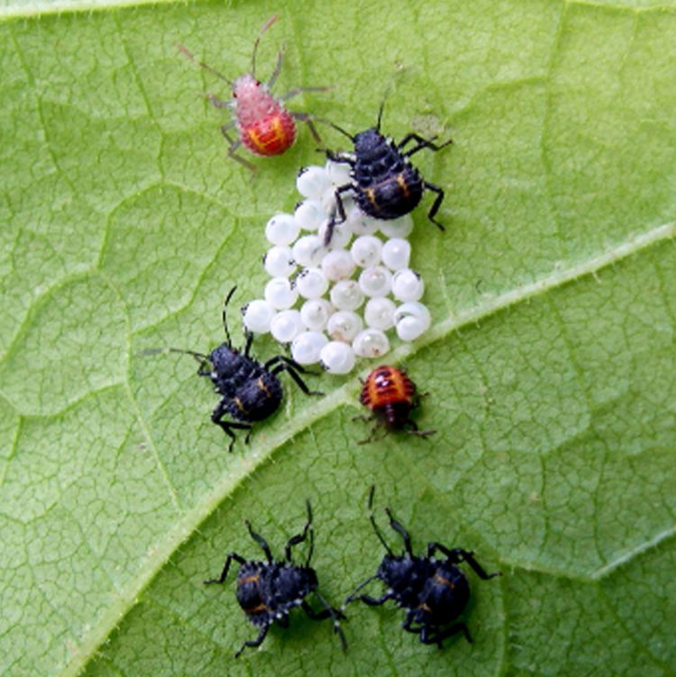 Brown marmorated stink bug nymphs on an egg mass. The dark red nymph is a first instar, the light red nymph just molted and is a new second instar, and the other four black nymphs are second instar nymphs. Photo: Gary Bernon, USDA APHIS, Bugwood.org.