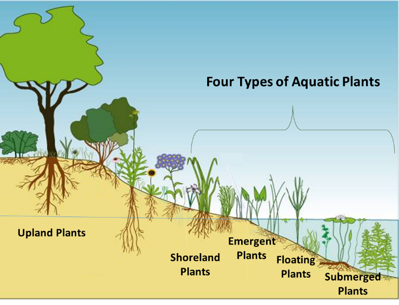 Pond plants are a vital part of a balanced aquatic ecosystem - MSU Extension