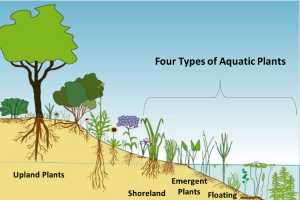 Pond Plants Are A Vital Part Of A Balanced Aquatic Ecosystem Msu Extension