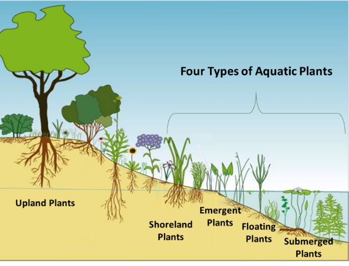 Pond plants are a vital part of a balanced aquatic ecosystem - MSU ...