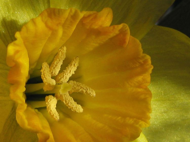The center of this daffodil flower is the female, or pistil. Around the pistil are six male parts, or stamens. The powder on the stamens is pollen. Photo credit: Danny Nicholson, Flickr.com
