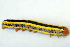 Identifying And Managing Caterpillar Pests Of The Cabbage Family