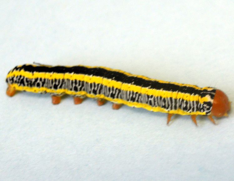 Colorful markings on late instar zebra caterpillar. Photo by Diane Brown, MSU Extension