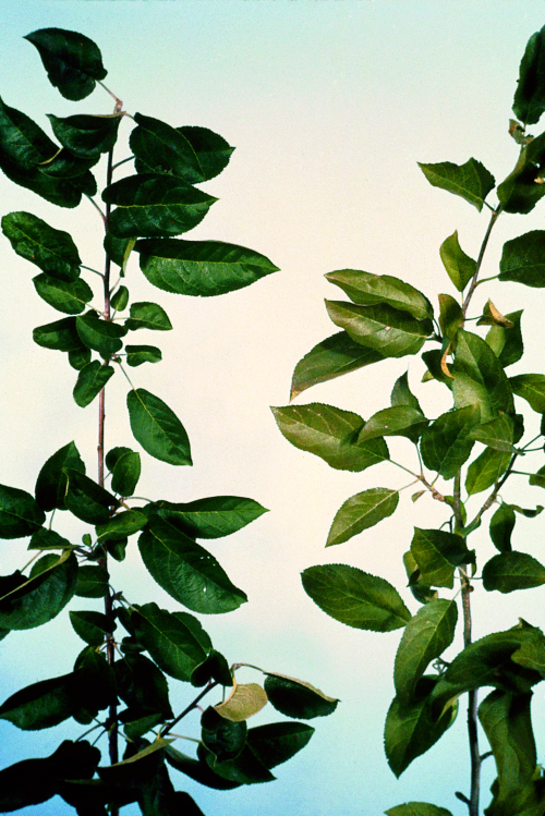 Leaves may dry out. Healthy foliage on left, damaged foliage on right.