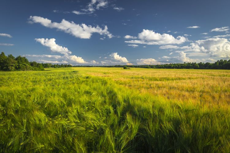 Wheat field