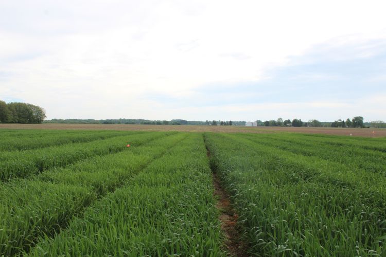 Wheat field