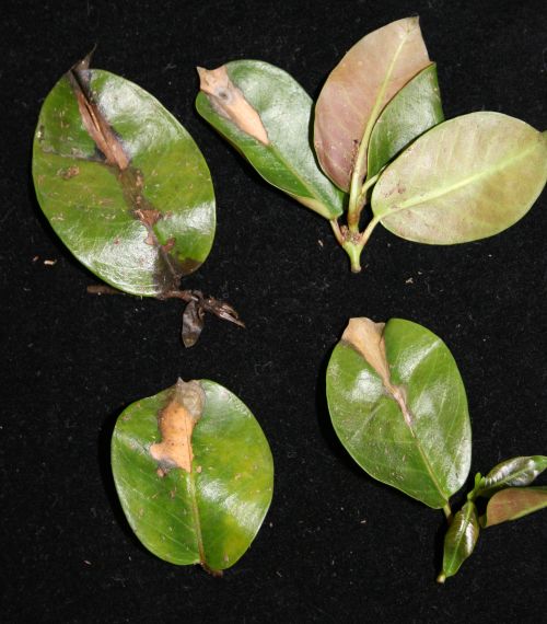 Mandevilla cuttings. Instead of rooting these cuttings, the grower was propagating bacterial soft rot. Photo credit: Jan Byrne, MSU Diagnostic Services