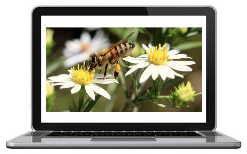 Graphic of a honey bee photo on a laptop.