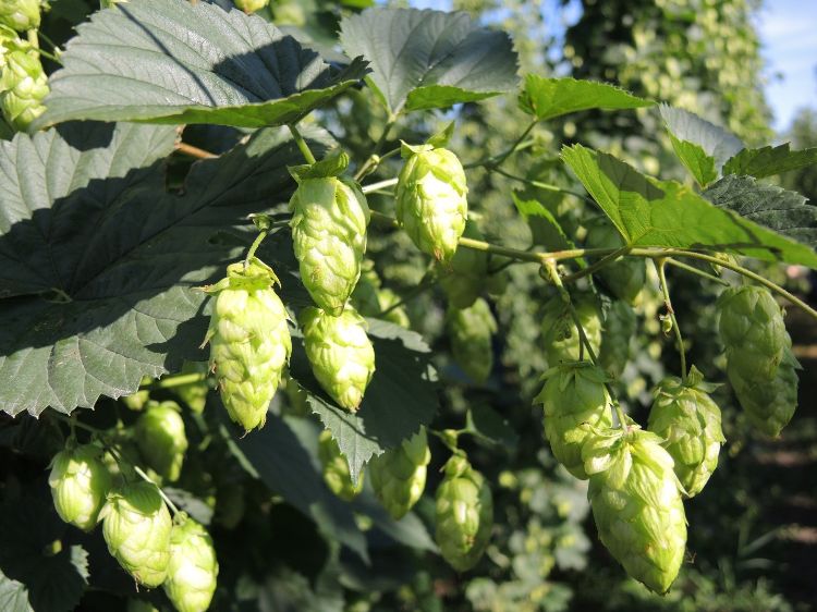 Hop cones