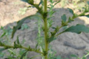 Tumble pigweed – Amaranthus albus